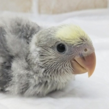 おでこがクリーム色✨ コザクラインコ(バイオレットパイド)