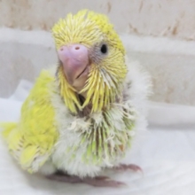 💪元気いっぱい🐥 ジャンボセキセイインコ(スパングル)