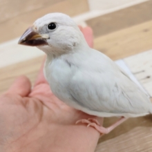 シルバー文鳥のヒナさん入荷しました～💓