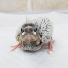 🐣ギらんっとシルバー✨ シルバー文鳥