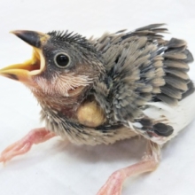 🐥可愛さ満開🌸 桜文鳥
