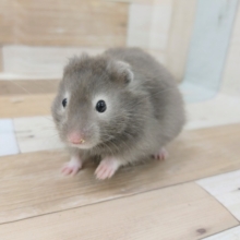 セーブルハムスター(長毛タイプ)の男の子入荷しました～💓