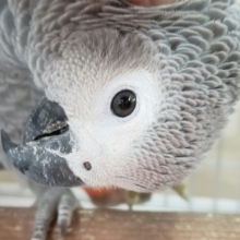 とってもかわいいヨウム来たよ～