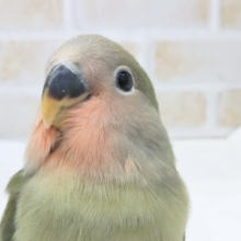 最新画像！ つぶらな瞳にキュンです🌸 コザクラインコ(ノーマル)