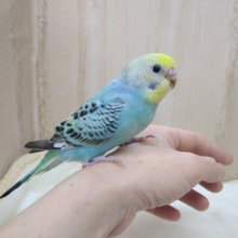 最新動画・画像あり！ナデナデ大好きセキセイインコの「ミカンちゃん」いますよ〜