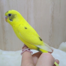 地味なレアカラー！セキセイインコの「ナノハちゃん」いますよ〜