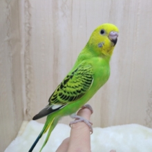 セキセイインコの「ミドリちゃん」いますよ〜