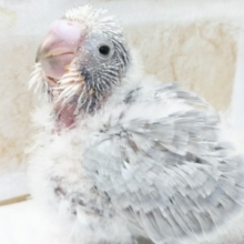 お上品なカラー💜 セキセイインコ(ライラック)