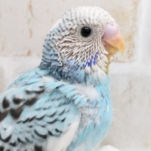 特徴的な斑点模様🐣 セキセイインコ(パイド)