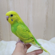 若竹カラー！セキセイインコの「タケちゃん」いますよ〜