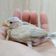 キラキラの赤目ちゃん！シナモン文鳥さんいますよ〜