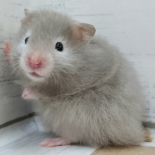 今回はちょっと薄め？セーブルハムスター