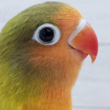 情熱的なカラー☀️ キエリクロボタンインコ