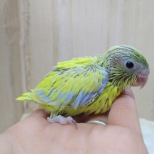 ハデハデカラー！マメルリハさんアメリカンイエロー、来ましたよ〜