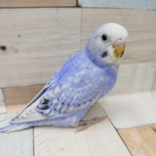 セキセイインコのスパングル入荷致しました〜❤