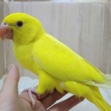 レアです！ワカケホンセイインコルチノー「ツキちゃん」いますよ〜
