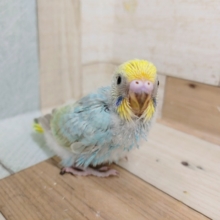 セキセイインコさん(パステルレインボー)入荷しました〜❤