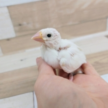 大人気✨白文鳥さん(ヒナ)入荷しました❤