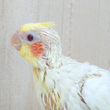 大人気！オカメインコルチノーさん、来ましたよ〜