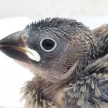 🐣写真慣れしてる!?  桜文鳥🌸