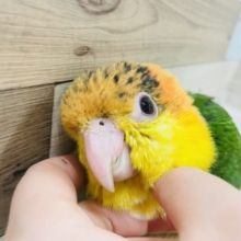 可愛すぎて声を大にして言ってもいいですか！？シロハラインコヒナ✨