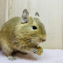 食べるの大好き⭐サンドデグー(男の子)