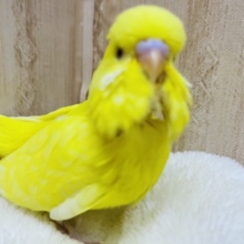 元気カラー☆ジャンボセキセイインコ(ルチノー)