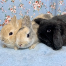 うさちゃんず入舎してます！ネザーランドドワーフ、ロップイヤー🐰🐰🐰