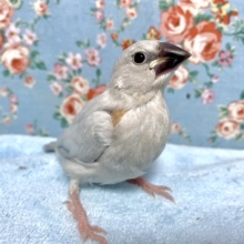 シルバー文鳥ちゃん     2/8