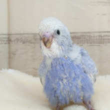 ぼってぼてのお腹が可愛いです♫　セキセイインコ　スパングル　２０２２　２月１２日