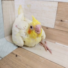 大人気！オカメインコさん(ルチノー)入荷しました〜☆