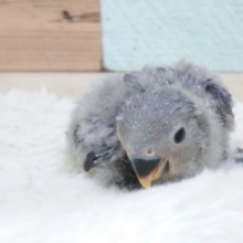 グレーのおパンツとセーター風わた毛がお似合いのヒナさん。　コザクラインコ　バイオレット～～