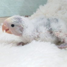 久々です登場！　コザクラインコ　ブルーチェリーパイド！！