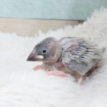ちっこいね。。。はやく育てっ　シルバー文鳥～～