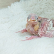 「そのう」いっぱい☆夢いっぱい～～　白文鳥ーー