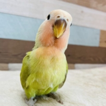 最新画像あり！！おっとりしているヒナさんです☆コザクラインコのシナモンカラー！