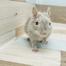手に乗るの好き〜♪馴れる予感がプンプン♡デグーちゃん(シルバー)