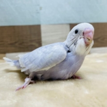 明るいブルーの可愛い仔☆セキセイインコのライラックカラー！