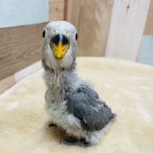 愛嬌のあるヒナさんです☆コザクラインコのモーブカラー！