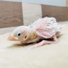 真っ白小さなヒナさんです☆白文鳥！
