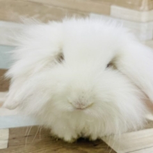 モフモフの綿毛さん♥️アメリカンファジーロップちゃん！