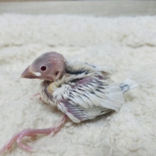 久々に入舎しました〜♪ 人気者！シルバーイノ文鳥！