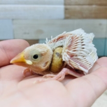ウブウブさん♡キュンな白文鳥！