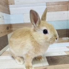 最新画像あります！！推してます♡オレンジのうささん！　ネザーランドドワーフ　