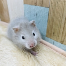 薄めのグレーが可愛いです☆セーブルハムスターの男の子！