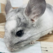 もふもふがたまらないっっ！ チンチラ(パイド) ちゃん☆