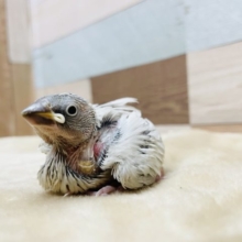 食いしん坊さんです☆シルバー文鳥のヒナ！