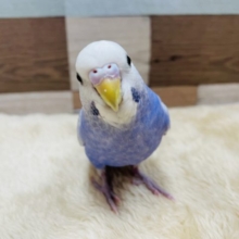 最新画像有り！！ヒナ餌卒業の手乗りさん☆セキセイインコのライラックカラー！