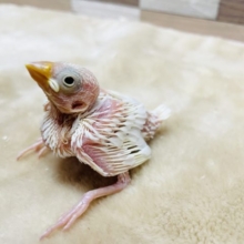 美白になるのが楽しみです♪白文鳥のヒナ！