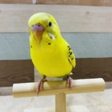 カキカキ大好き〜♡馴れています！セキセイインコハルクイン